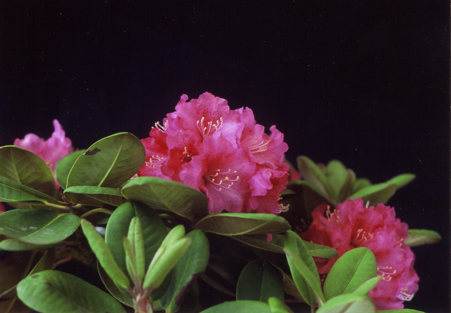 シシャクナゲ品種登録 十二単 石楠花 しゃくなげ